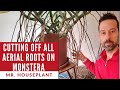 Cutting off all aerial roots on Monstera Deliciosa