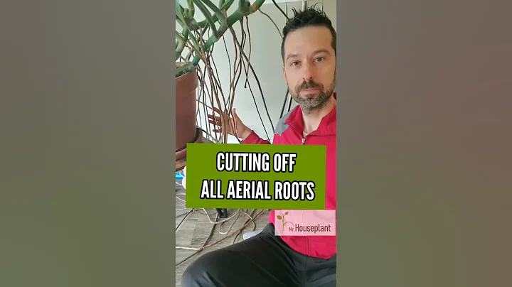 Cutting off all aerial roots on Monstera Deliciosa - DayDayNews