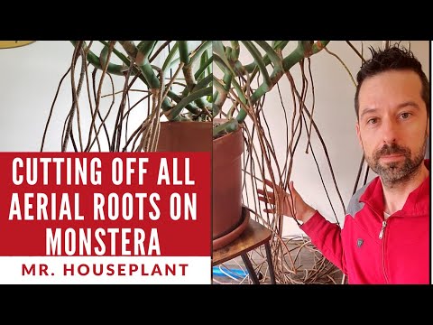 Video: Tăierea rădăcinilor de aer este benefică - Aflați cum să tăiați rădăcinile de aer de pe plante
