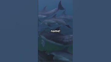 The Secret Language of Dolphins Revealed!