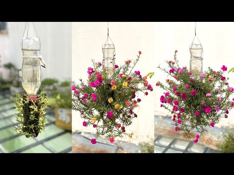 Video Sáng Tạo Chai Nhựa Trồng Hoa Mười Giờ Đẹp Treo Ban... - youtube