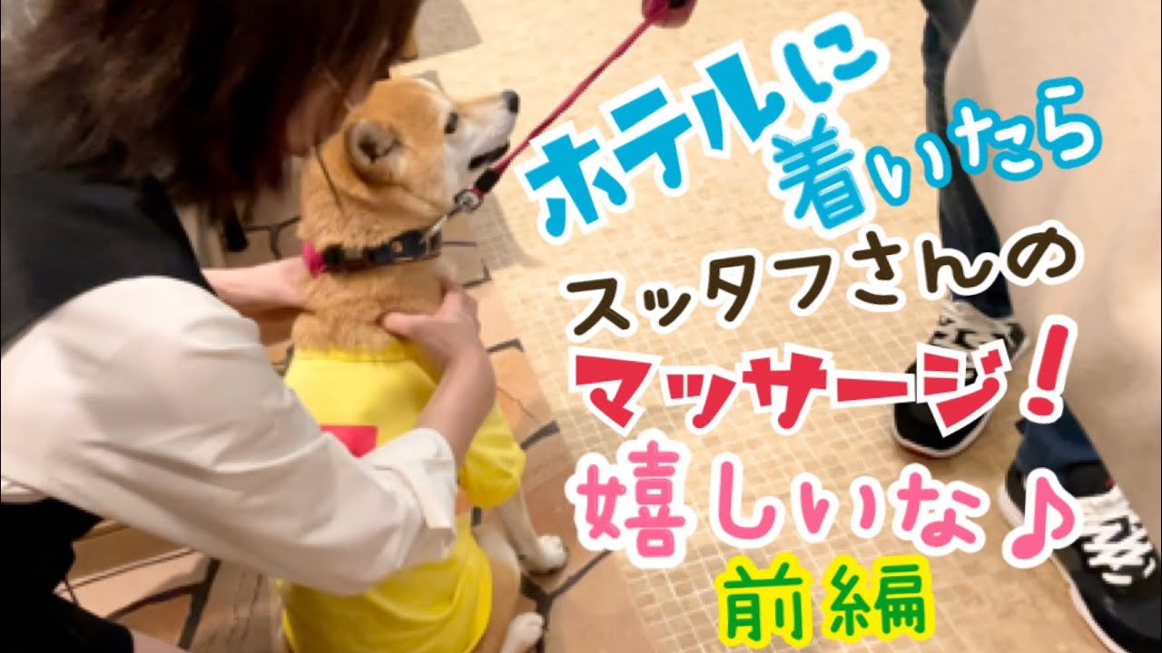 【柴犬 もみさん】犬と家族旅行！大涌谷からペットと泊まれる宿CARO FORESTA 元箱根 ルチアへ！前編　 Shiba  Inu Momisan  goes on a family trip