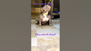 Micro American Bully 🐕! please subscribe channel 🙏🏻 ! #bully #cute  #american #americanbully #viral