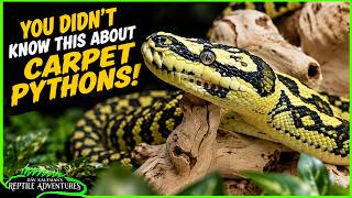 CARPET PYTHONS! Everything you NEED to know!