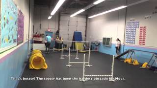 Nova Beginner Agility Week 6
