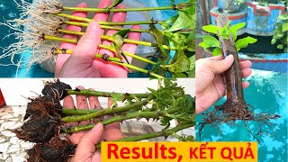 Cuttings rose, guava, lxora | RESULTS and Follow Up