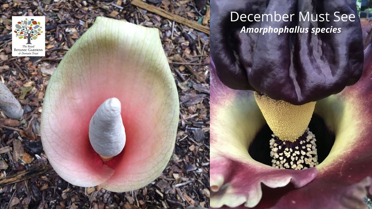 December Must See - Amorphophallus bulbifer - Snake Lily