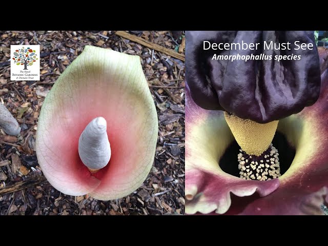 December Must See - Amorphophallus bulbifer - Snake Lily - YouTube
