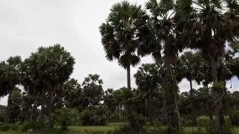 TRÈO CÂY THỐT NỐT LẤY NƯỚC-HÌNH ẢNH ĐẶC TRƯNG CỦA VÙNG 7 NÚI AN GIANG TRAVEL