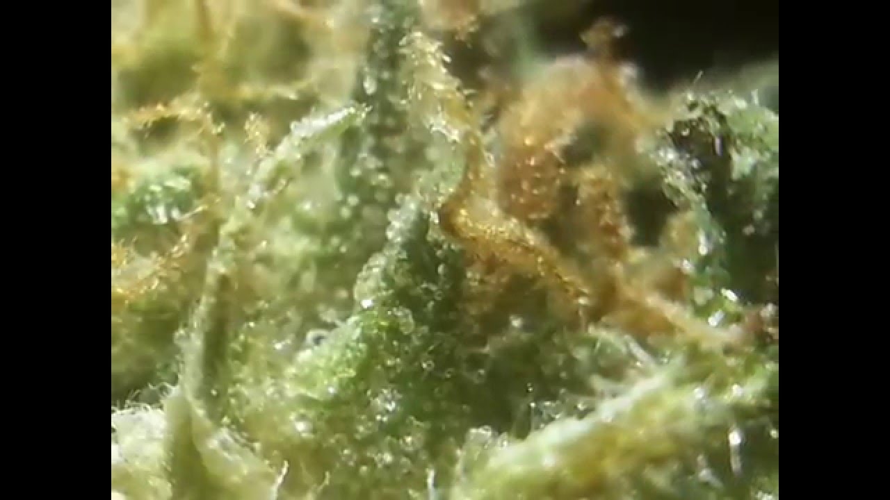 This little light of ours... T 420 - 710 - 24 - 7 M Cannabis