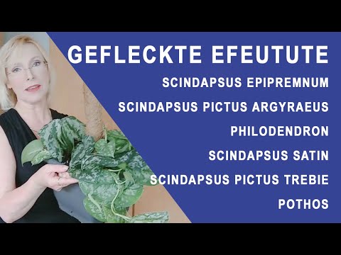 Video: Scindapsus (50 Fotos): Pflege Einer Blume Zu Hause. Beschreibung Von Goldenen, Bemalten Und Anderen Arten Von Scindapsus. Pflanzenvermehrungsmethoden
