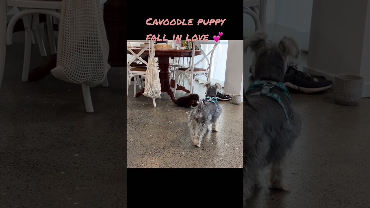 Schnauzer - 12 weeks old puppy fell in love 😍/ 카부들 강아지 슈나우저 강아지에 반해버림
