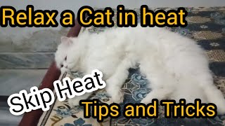 How to relax a cat in heat? || How to deal with a cat in heat? || Stop cat  from heat | Persian cat