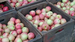 Apple Festival 2023