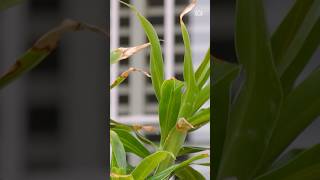 Have I overwatered my indoor plant? | Gardening Australia #gardeningaustralia
Tammy shares tips on diagnosing an overwatered indoor plant and gives advice on how to prevent it.
📺Gardening Australia — Stream all seasons on ABC iview: https://ab.co/GardeningAustraliaiview
Subscribe 🔔 http://ab.co/GA-subscribe
Inspiring, entertaining and full of practical advice - Gardening Australia is an ABC TV program providing gardening know-how and inspiration. Join Costa Georgiadis and the team as they unearth gardening ideas, meet avid gardeners and look at some of the most inspiring gardens from across the country.
Stream more: http://iview.abc.net.au/programs/gardening-australia
Facebook: http://www.facebook.com/gardeningaustralia
Instagram: http://www.instagram.com/gardeningaustralia
Web: http://www.abc.net.au/gardening
This is an official Australian Broadcasting Corporation YouTube channel. Contributions may be removed if they violate ABCs Online Conditions of Use http://www.abc.net.au/conditions.htm (Section 3). Have I overwatered my indoor plant? | Gardening Australia #gardeningaustralia