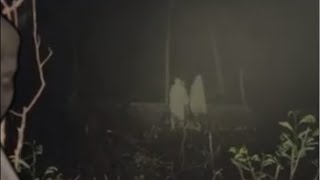 Live misteri Malam Ini‼️ NGERI LOKASI RIDWAN KERASUKAN