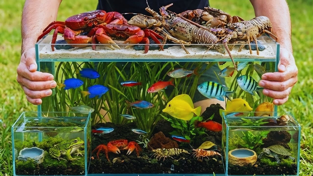 Calm Forest Wildlife Catch & Release | Relaxing Music for Peaceful Minds 