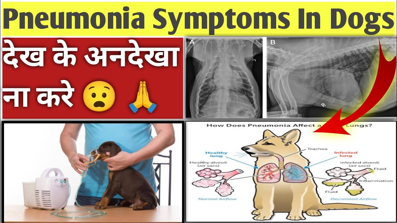 Pneumonia Symptoms In Dogs ๐ Donโt Ignore ๐๐ป - YouTube