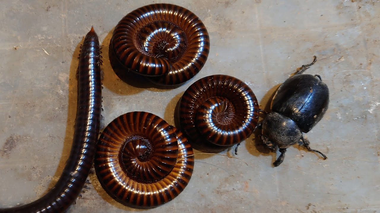 Catch Group Of Venomous Giant Millipedes, Beatle Larvae Small Red Millipede