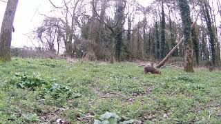 trail cam animal life365 Norfolk uk by trail cam animal life365 123 views 2 months ago 4 minutes, 35 seconds