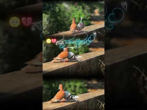 heart broken 🥹💔🥀  kannada whatsapp status video 🎶💫