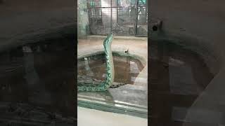 great anaconda Zoological park new delhi