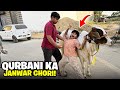 ALI NY NEIGHBOURS KA QURBANI KA JANWAR CHORI KR LEYA 😳 || ALI PAKAR LEYA 😳
