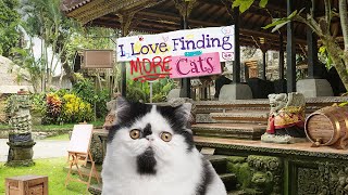 I Love Finding More Cats Game Trailer screenshot 2