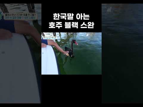 호주 흑조 블랙 스완과 펠리컨의 기싸움 #shorts