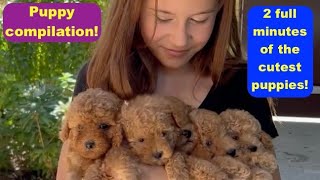 2 FULL MINUTES OF THE CUTEST PUPPIES!...Puppy compilation.