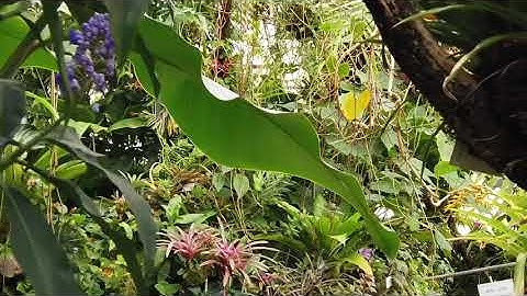 #32 Luyện nghe thụ động Tiếng Đức khi ngủ cho người mới bắt đầu - Kinh nghiệm Tự học tiếng đức