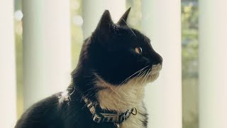 Soxies Purrspective Playtime With New Toy