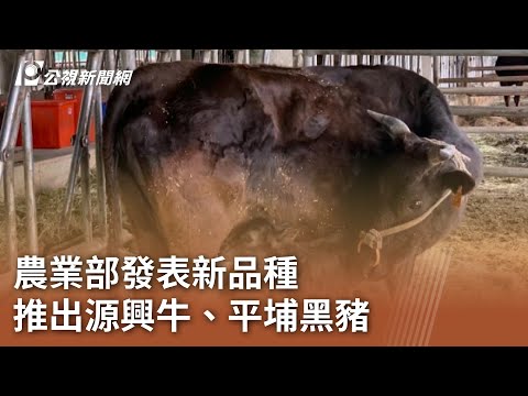 農業部發表新品種 推出源興牛、平埔黑豬｜20241108 公視中晝新聞
