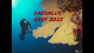 Diving in Daedalus Reef - Red Sea