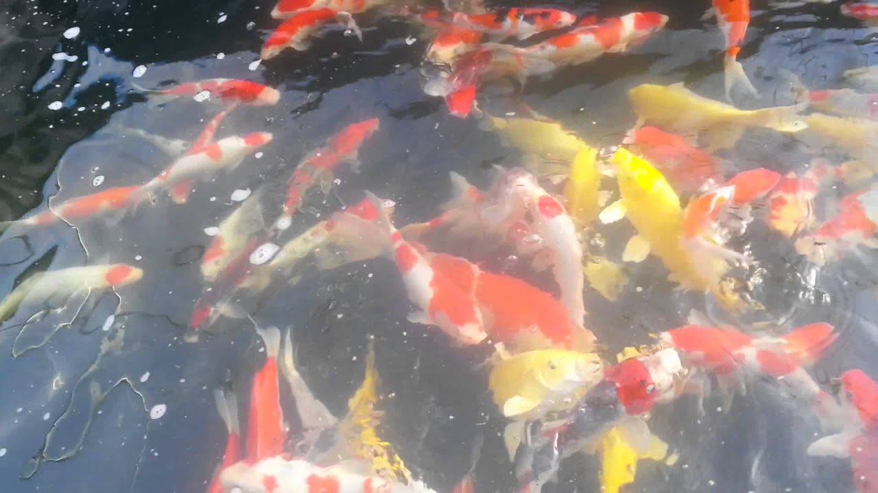 Rainbow Koi Land Top Quality Imported Koi From South Korea YouTube rainbow-koi-land-top-quality-imported-koi-from-south-korea-youtube
