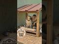 Luxury Dog House from Recycled Pallet Wood 🐶🏡 #DIYProjects #Woodworking