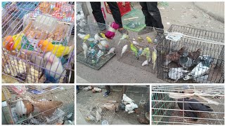এই বুধবারে মেরাদিয়া হাটে কবুতর ও পাখির দাম কেমন চলুন দেখে নেই l Meradia Pakhir Hat