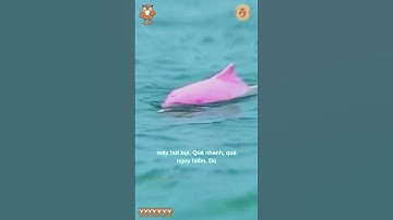 🐬 Cá heo nước ngọt Trung Quốc – Nữ thần sông Dương Tử tuyệt chủng vì NGÁO? 😢💔 #cukhongngu