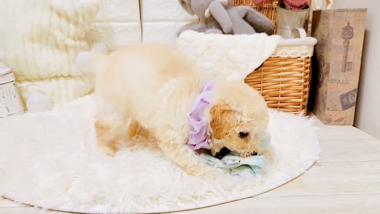 ペットショップ犬の家近江八幡店「184793」「トイプードル」