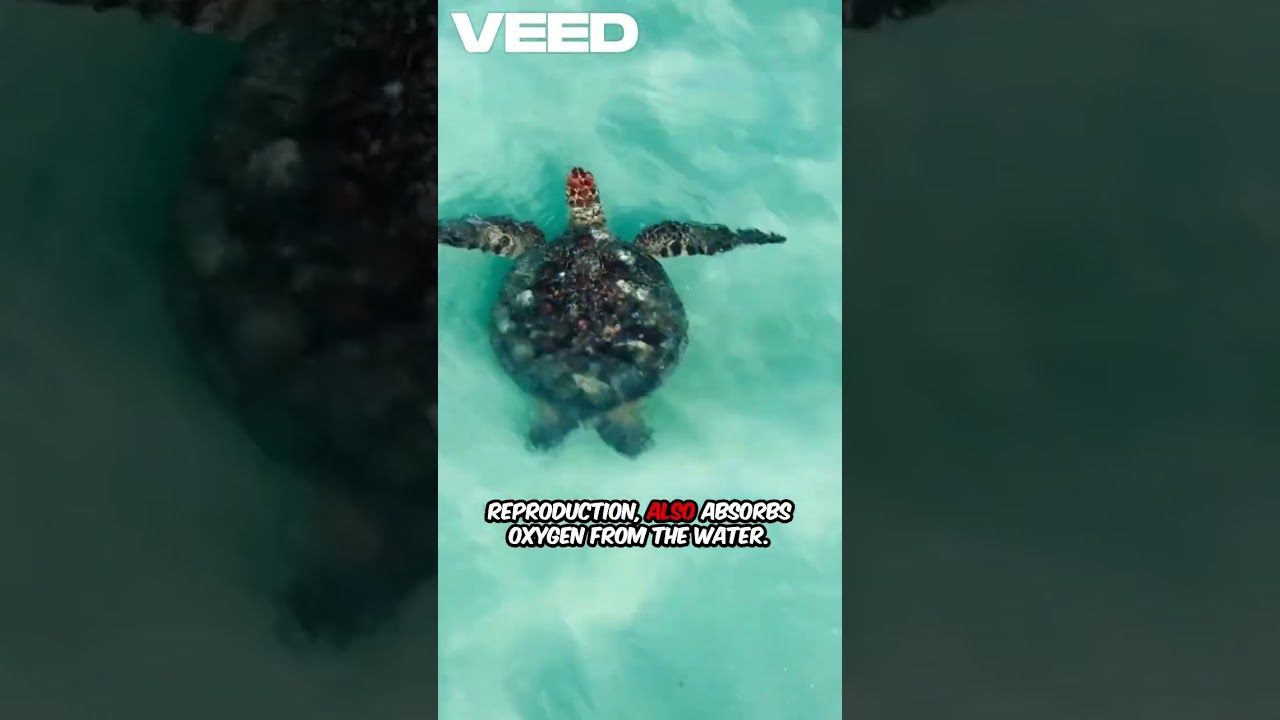 Turtles Breathe Through Butts