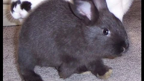 Exercise for Bunnies