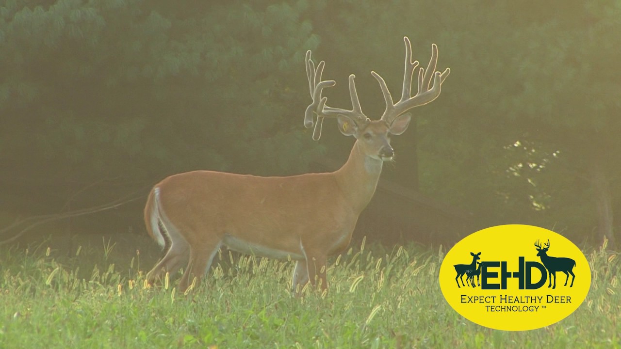 Real World Wildlife Products Expect healthy Deer Technology