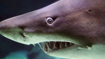 Quantum Sensor: Shark-like ability to detect small electrical signals