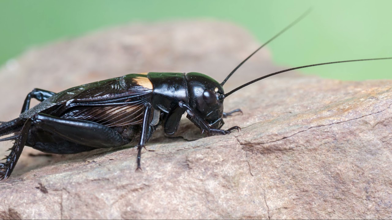 Cricket insect sound.. YouTube