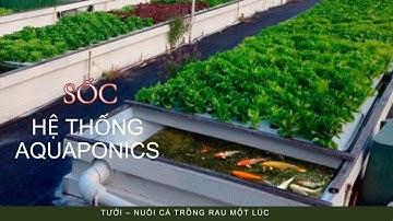 Sốc: Hệ Thống Aquaponics Tưới – Nuôi Cá Trồng Rau Một Lúc, Năng Suất Tăng Gấp 3!
