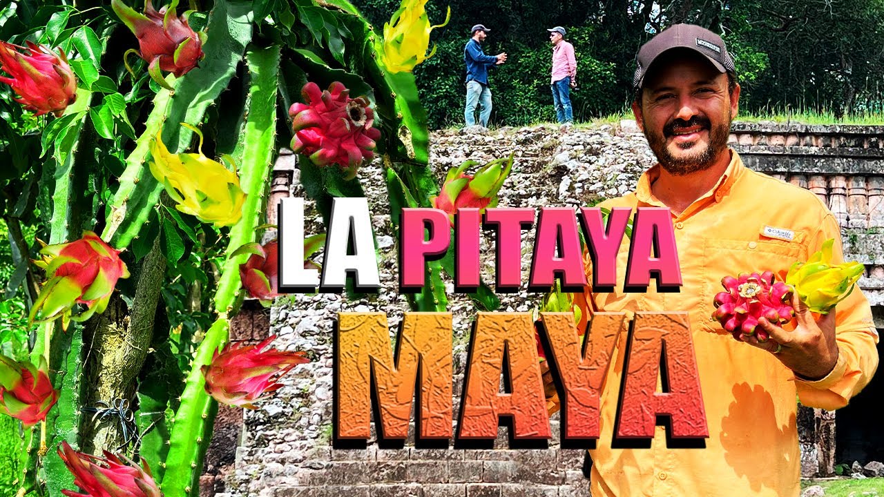 GRANJA DE PITAYA MAYA se la llevaron los Chinos 50 variedades porque le dicen fruta del dragón