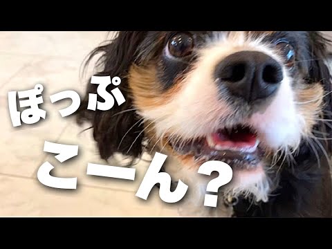 キャバリア犬 手作りポップコーンにビビるワンコ食いしん坊爆発 多頭飼い夫婦の日常風景 Japan Xanh キャバリア犬 手作りポップコーンにビビるワンコ食いしん坊爆発 多頭飼い夫婦の日常風景 Japan Xanh