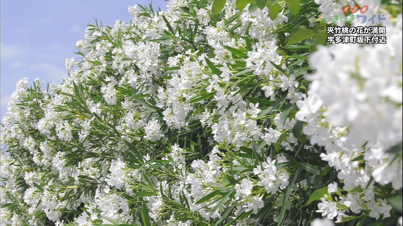 夾竹桃 キョウチクトウ の花が満開 宇多津町坂下付近 Youtube