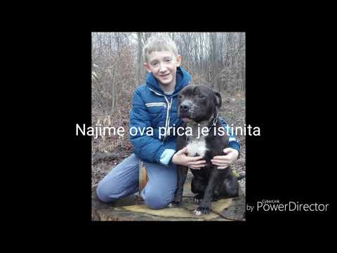 Video: Preživjela Vrućica Uočena Na Stjenovitim Planinama: Priča Jednog Psa