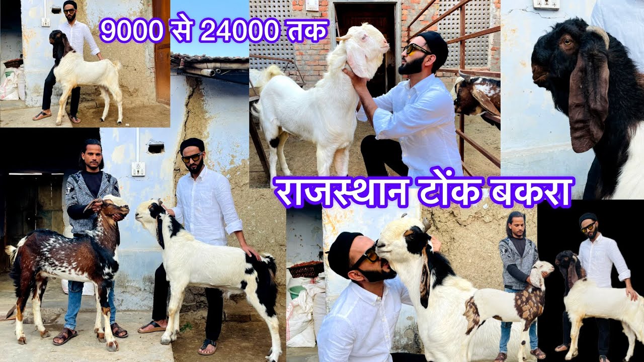 rajasthan tonk bakra for sale video #rajasthanbakramandi #rajasthangoat #rajasthangoatmarket #goats